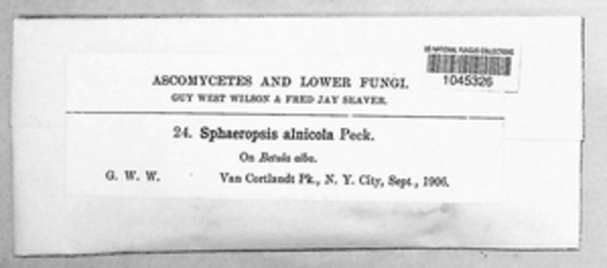 Aplosporella alnicola image